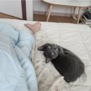 (주)펫바라기 이미지