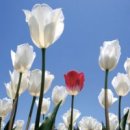 튜울립 이미지