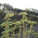 엄나무골농장 이미지