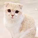 701아를고양이카페(cat in the art) 이미지