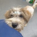 용인시동물보호센터 이미지