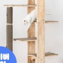 캣그린 이미지