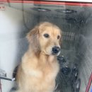 에덴파크 | 아산강아애견놀이터에덴도그파크방문후기:아산애견카페