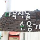 다육식물손옹기