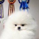 라페트 폼 이미지