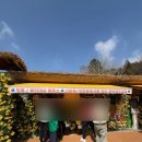 26 | 서산 유기방가옥 수선화 축제 솔직후기 (26년 4월 4일 방문)