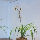 한란전시관 이미지