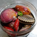 꽃가리비 이미지