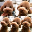 애견미용 이미지