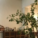 논현1-106 | [서울 강남] 신논현역 데이트 코스 아늑하고 앤틱한 106길 15 카페