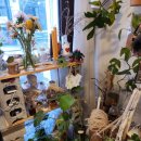 패션미에르 | [일상/일기]전포 공구카페거리 플루미에르꽃집 식물선물 홍콩야자 코알라화분 후기