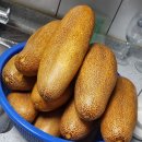씨오이 이미지