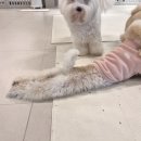 전주애견유치원 고마워복실아 이미지