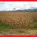 한국인농장 이미지