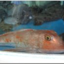 김선장횟집 이미지