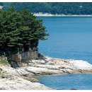 까치와 산토리나 이미지