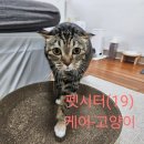 코리아펫 | 코리아숏헤어 줄리 고양이 펫시터 후기