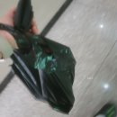 멍댕이 애견유치원 | 2025년 8월 하반기 사진일기