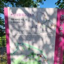 궁말로 | 명품 강남둘레길 1코스 [명품 하천길(봄)] 탐방 후기(2026. 05. 01.)
