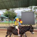 홍천동키마을 이미지