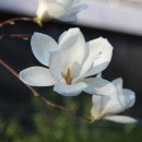 Magnolia 이미지