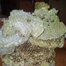 옻나무집 이미지