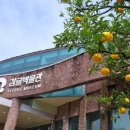 가족과 함께하는 문화체험(6월) | 제주 감귤 체험 가능한 곳｜서귀포감귤박물관 리얼 후기 (아이와 여행 강추)