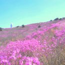 진달래 산행, 대구 달성 비슬산 군립공원 이미지