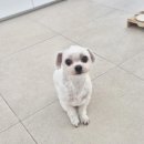 보들하이 이미지