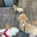 정이룸 동물병원 이미지