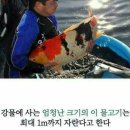 코이