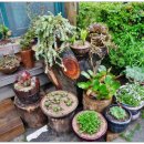 다육사랑화원 이미지