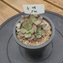 온정원