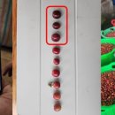 워시드카 이미지