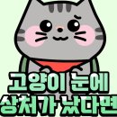 61. 고양이 정보(눈에 상처가 났다면) 이미지