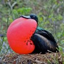 Magnificent frigatebird 이미지