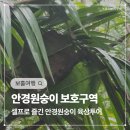 안경산책 | 보홀 안경원숭이 보호구역 입장료 / 관람시간 / 방문 후기