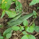 오빠야마트 이미지