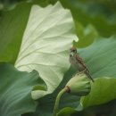 참새농장 이미지