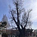 청주밝은미소약국 | 더글로리 촬영지 청주중앙공원 아이와 나들이! 송혜교 바둑공원 산책? 지나간 후기