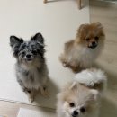 ✅ 샤이닝펫 실키 헤어 디탱글러 솔직 후기 (포메라니안 후기 포함!)