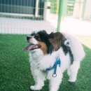 견인지역 애견운동장 유치원 김포점 이미지