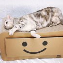 포캣(for cat) 이미지