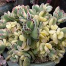 개. 이쁜날 이미지