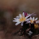 천사로목장 이미지