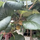 지은이네 민박 이미지