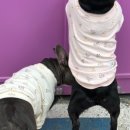 오늘은 특별하개 이미지