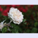 곡성-037 이미지