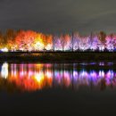 은행나무길 이미지