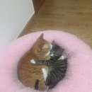 도리순이 이미지